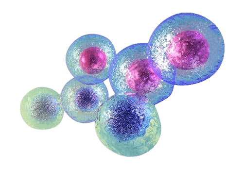 Stem Cell removebg